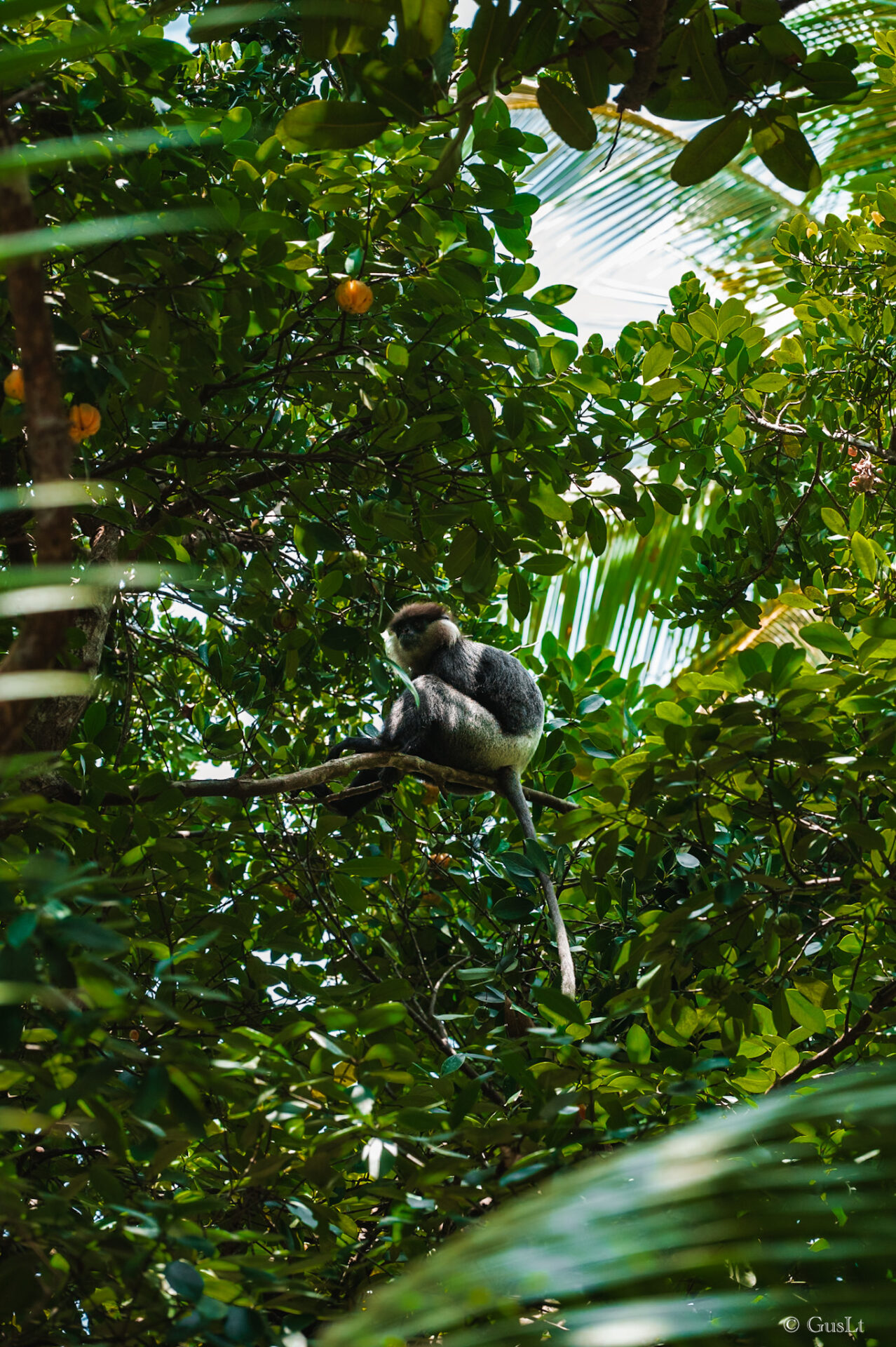 Singes, Jungle beach road, Unawatuna