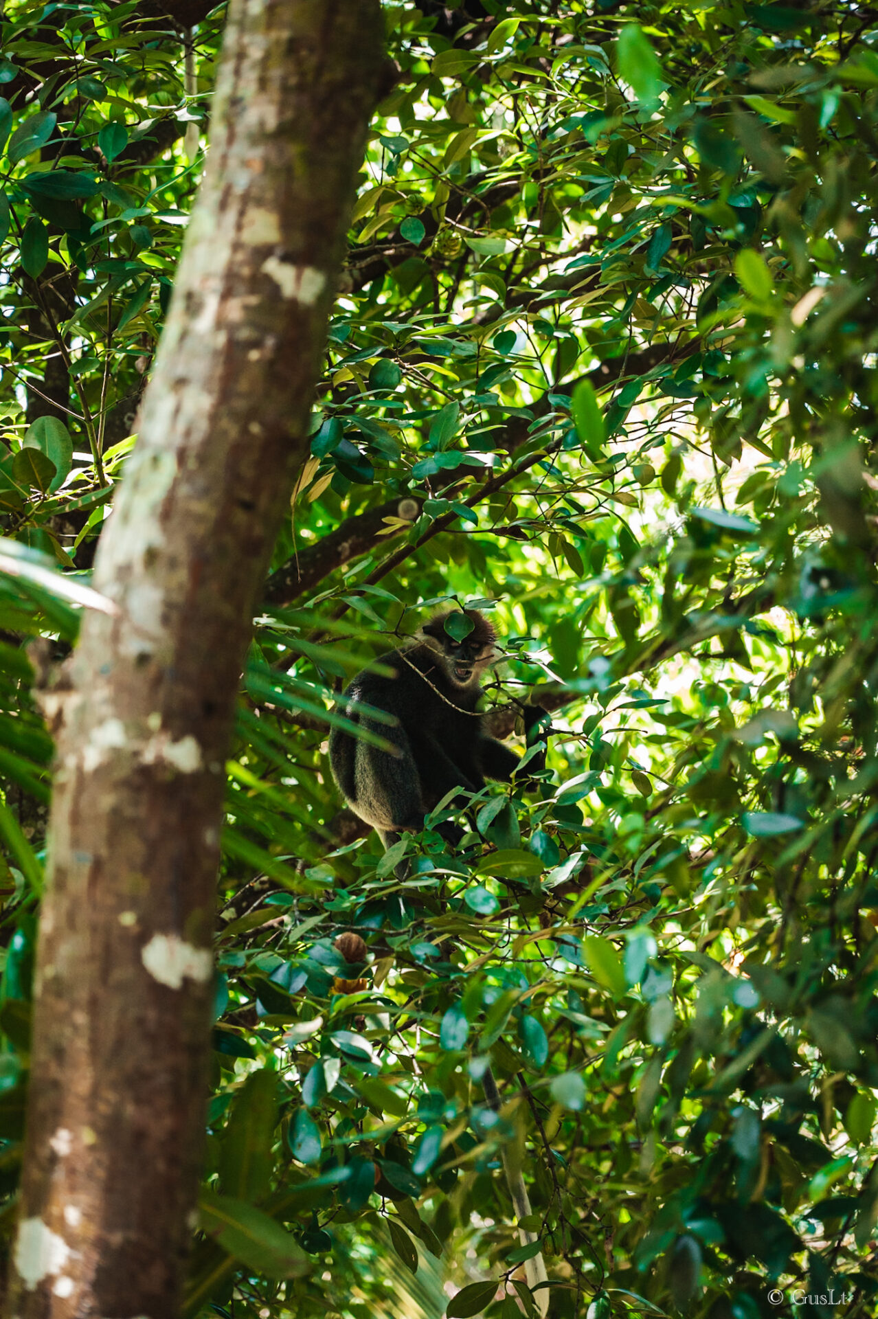 Singes, Jungle beach road, Unawatuna