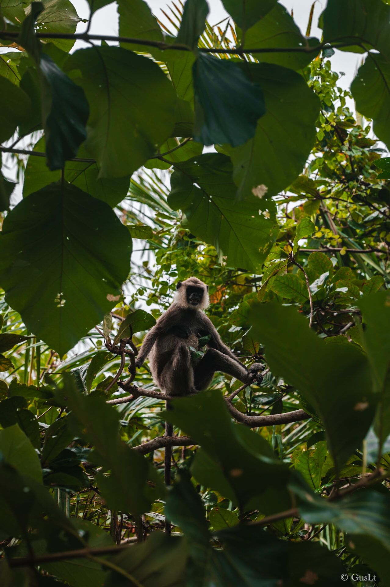 Le langur à face violette, Sri Lanka