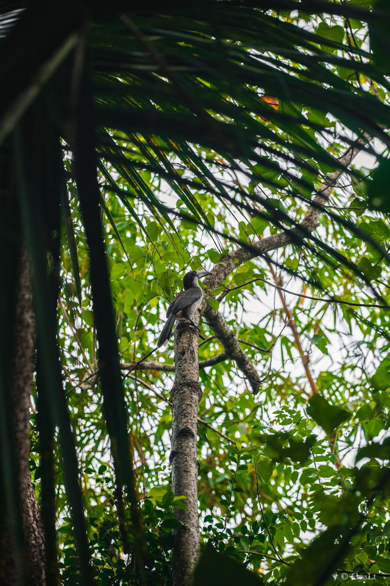 Oiseau Sri Lanka