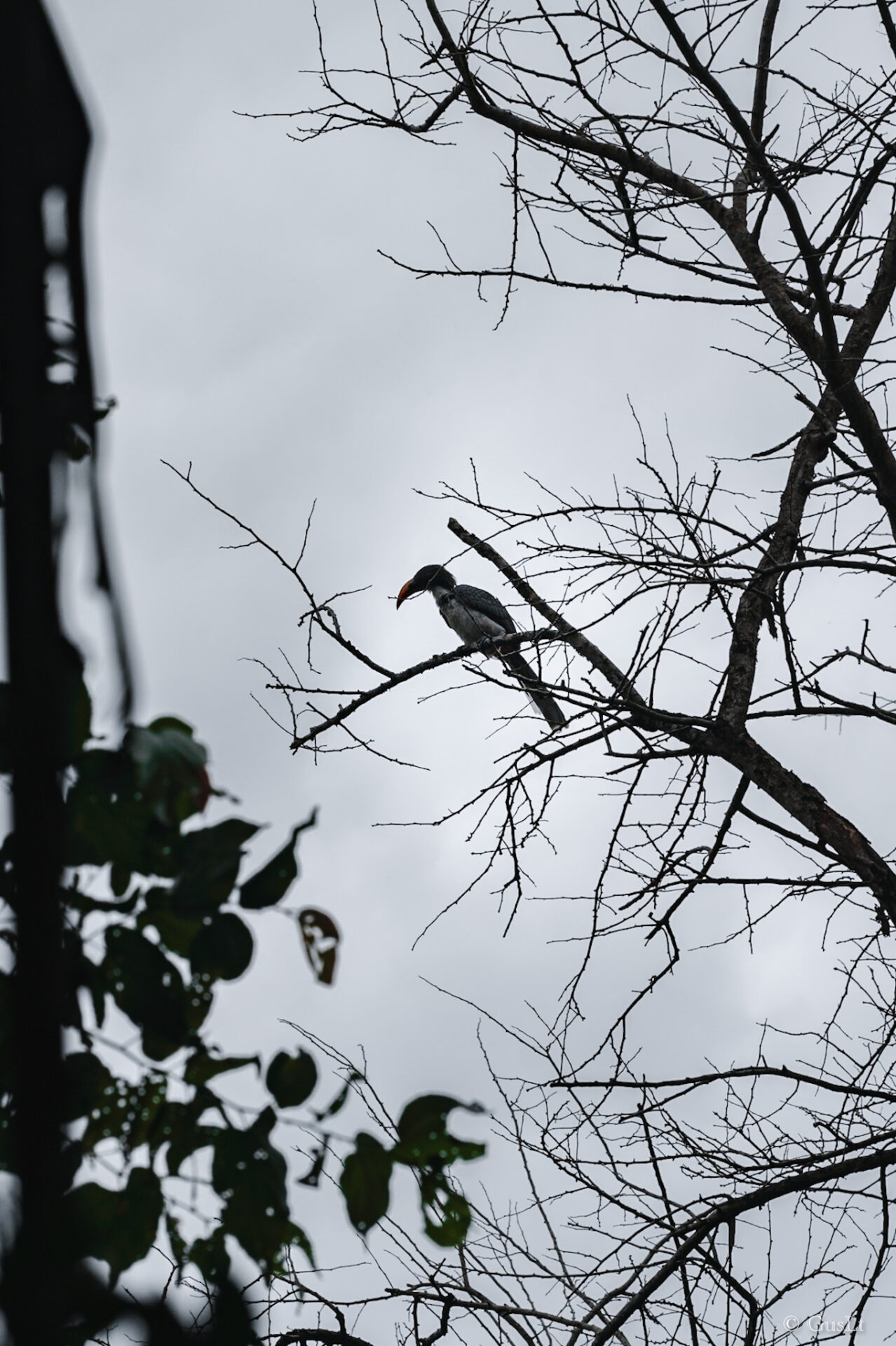 Oiseau Sri Lanka