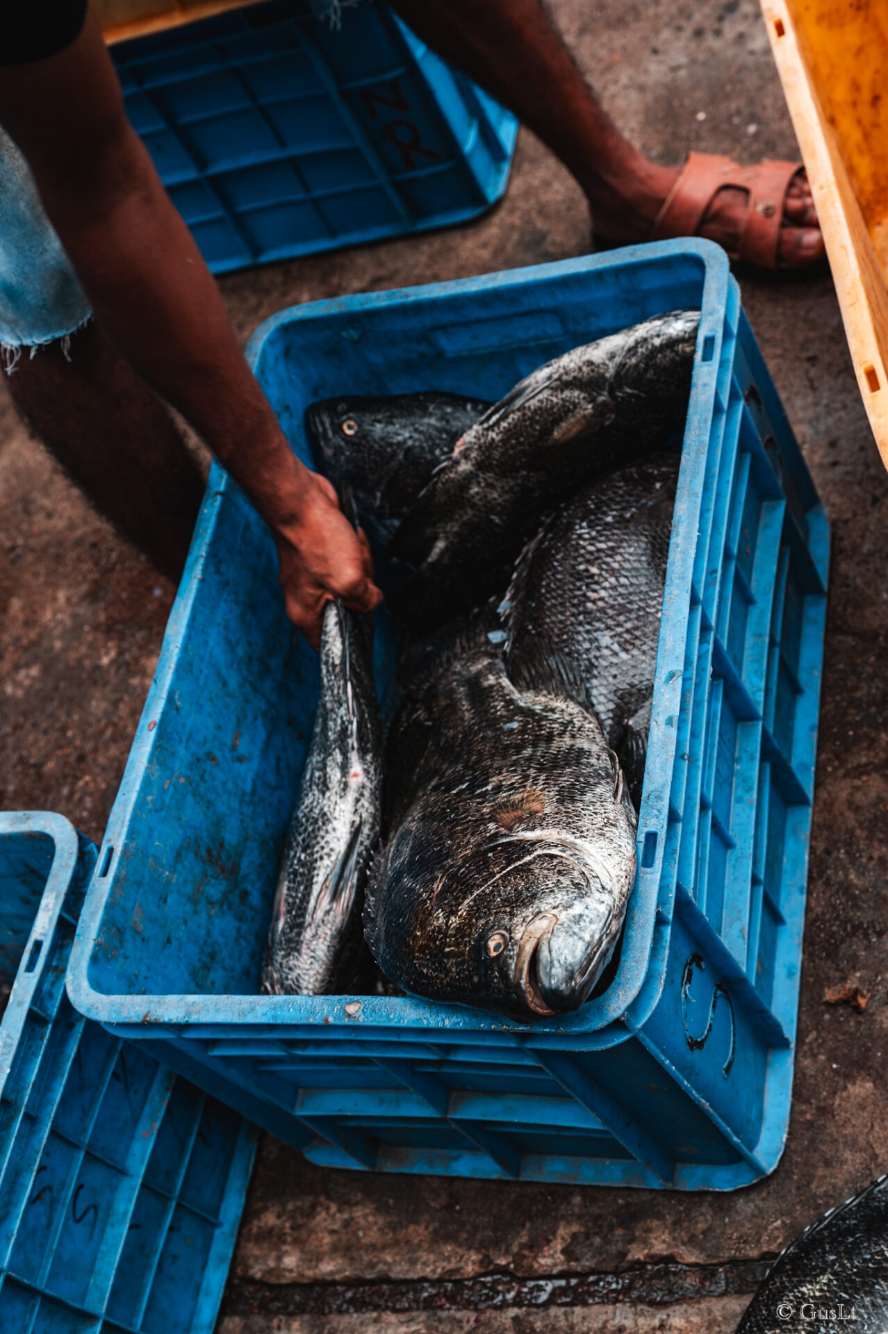 Fish market, Tangalle