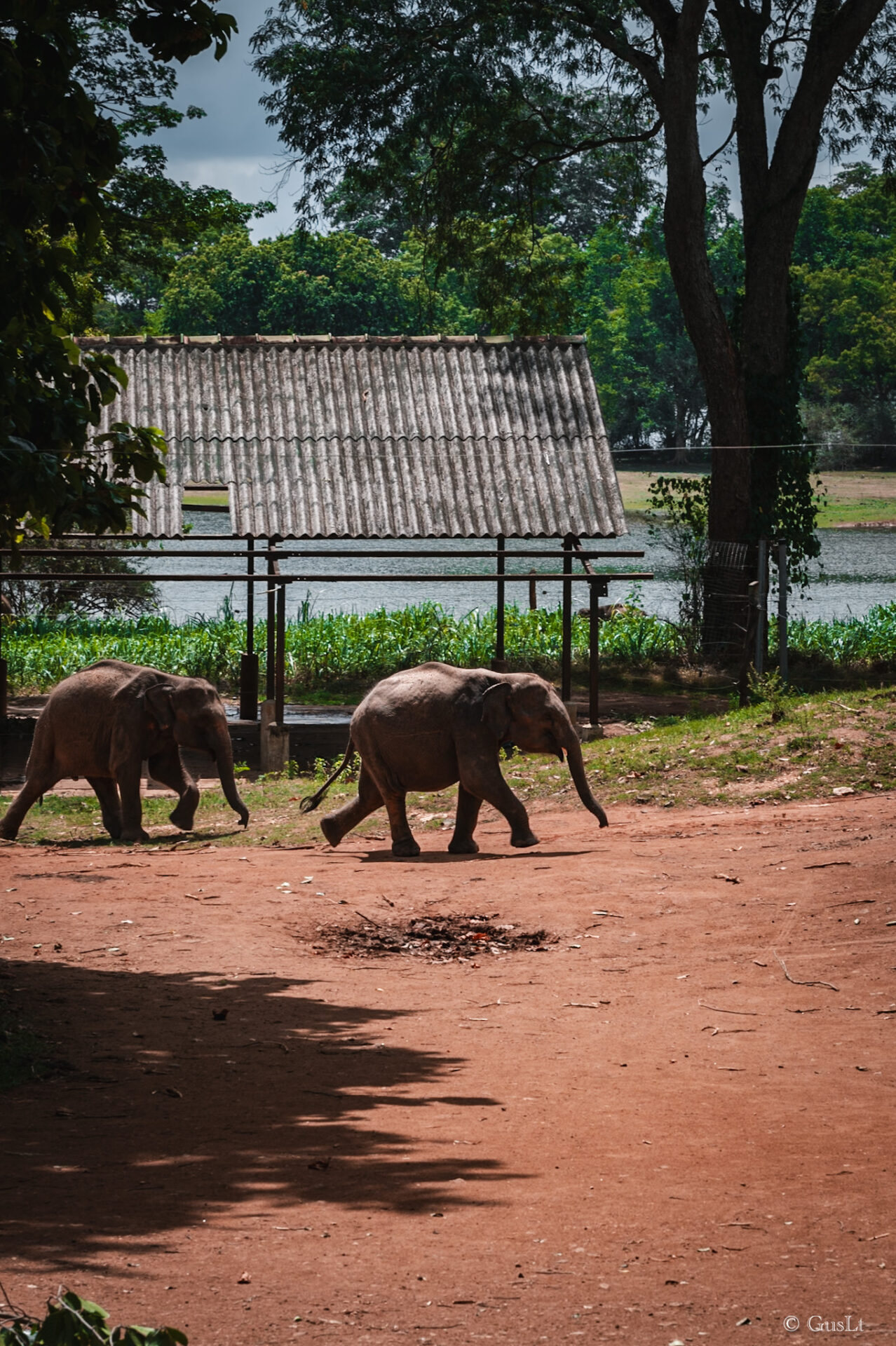 Elephant transit home, Udawalawe, Sri Lanka