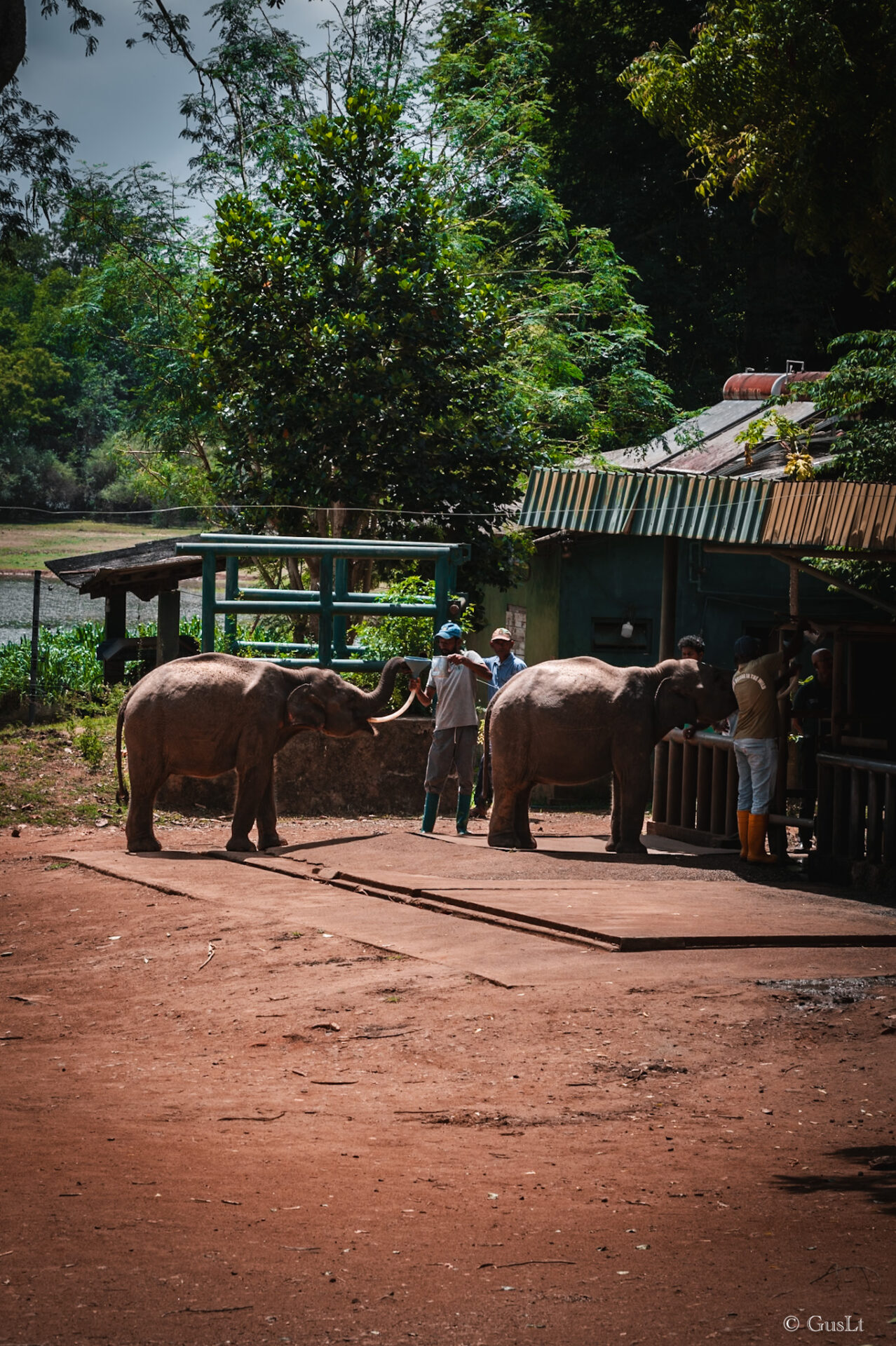 Elephant transit home, Udawalawe, Sri Lanka