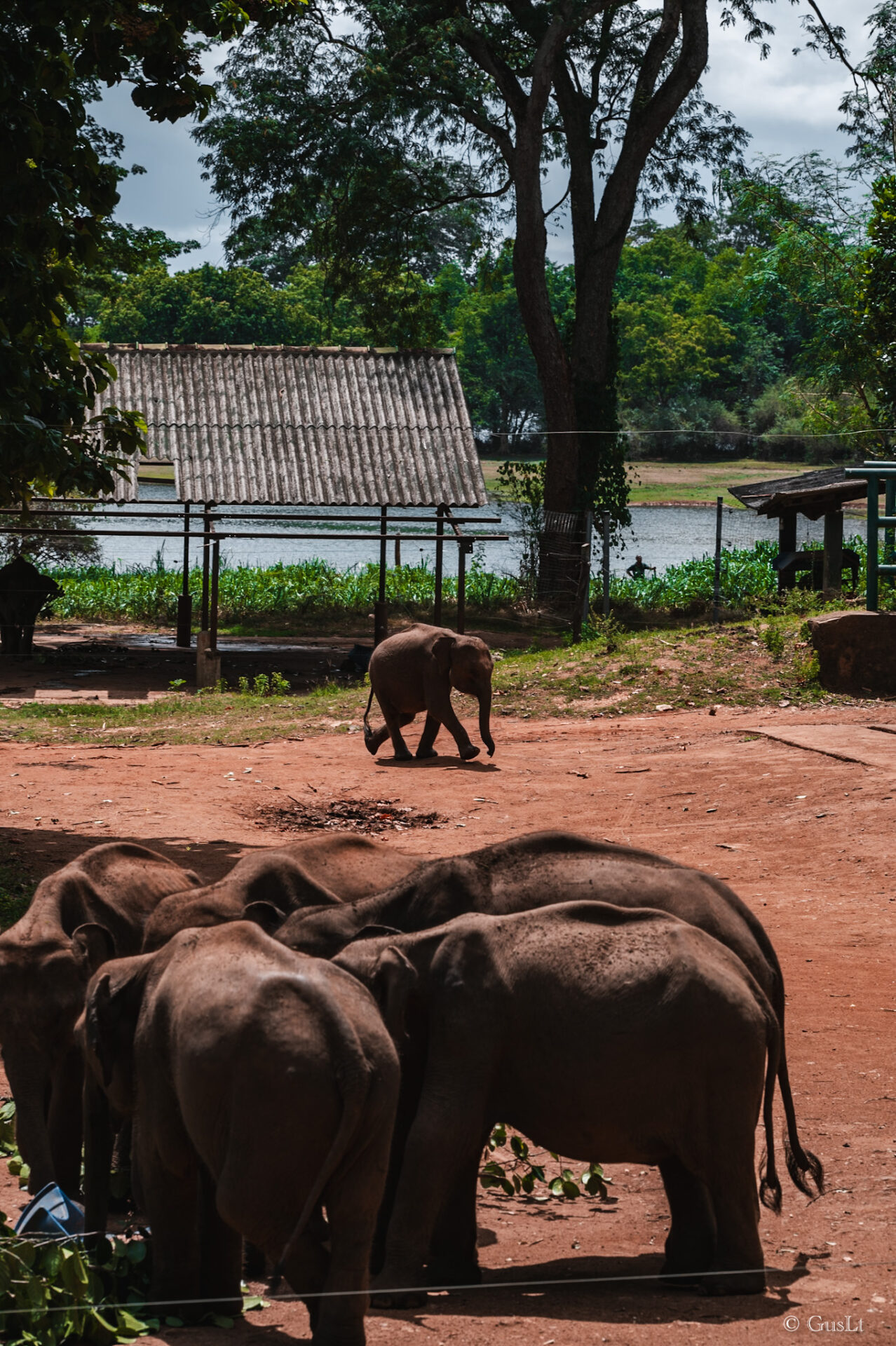 Elephant transit home, Udawalawe, Sri Lanka