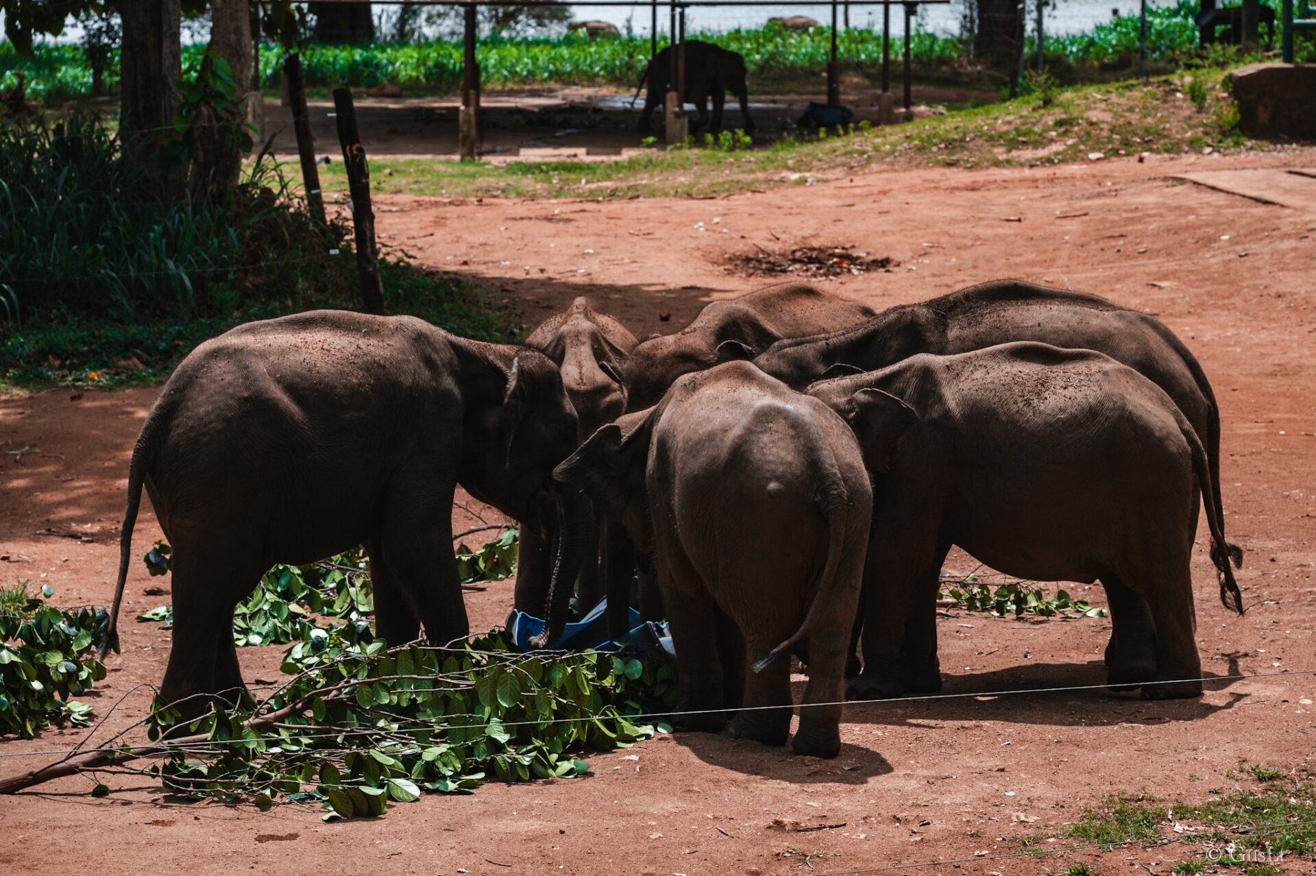 Elephant transit home, Udawalawe, Sri Lanka