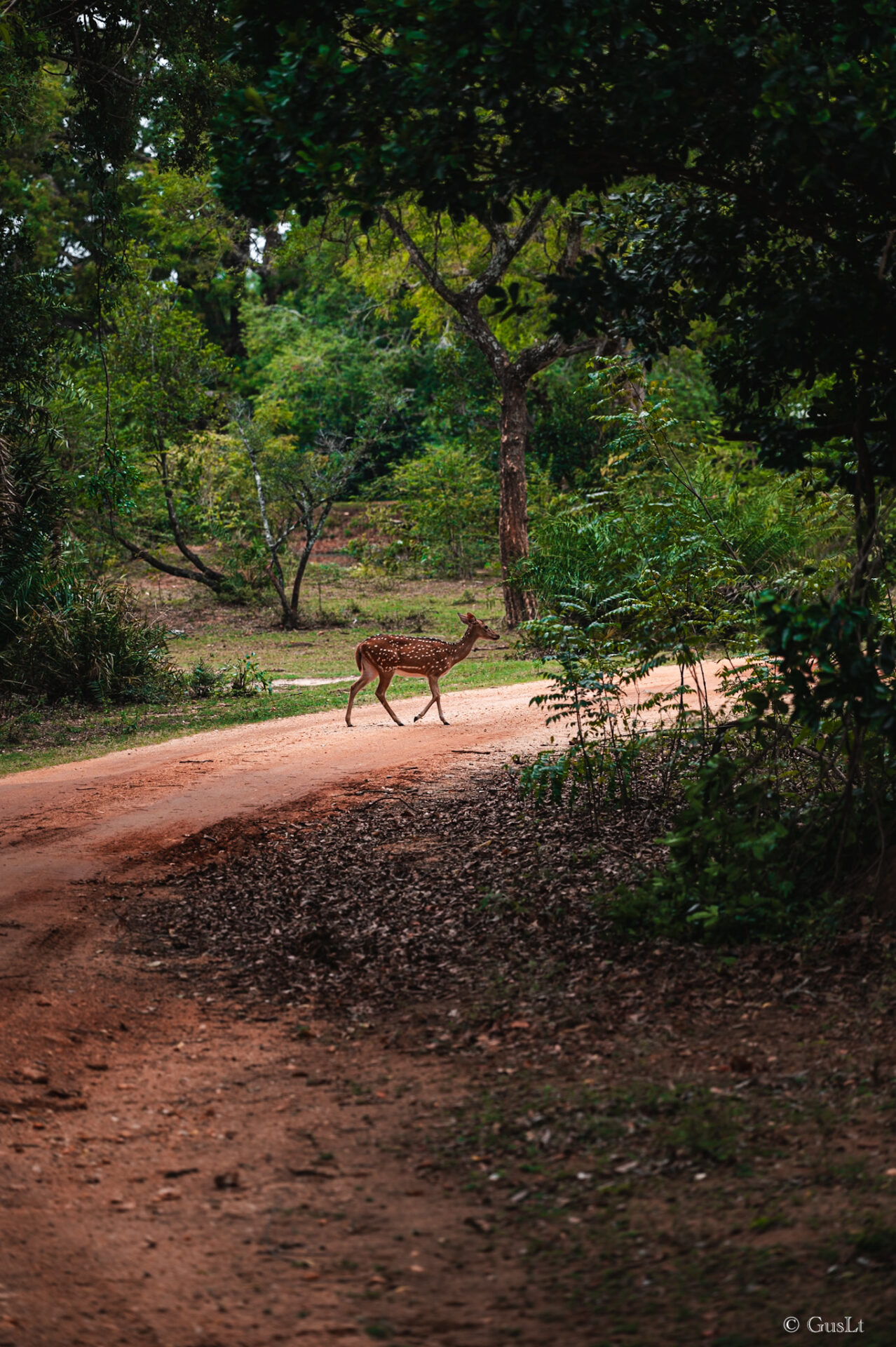 Safari, Udawalawe, Sri Lanka