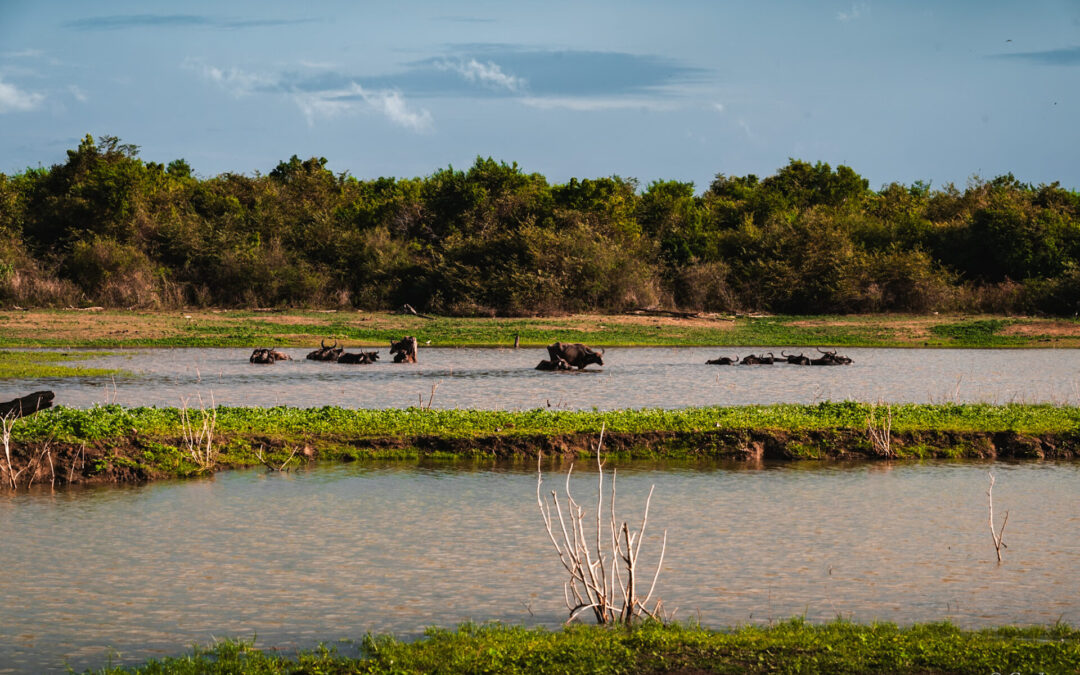 A la rencontre des éléphants d’Udawalawe