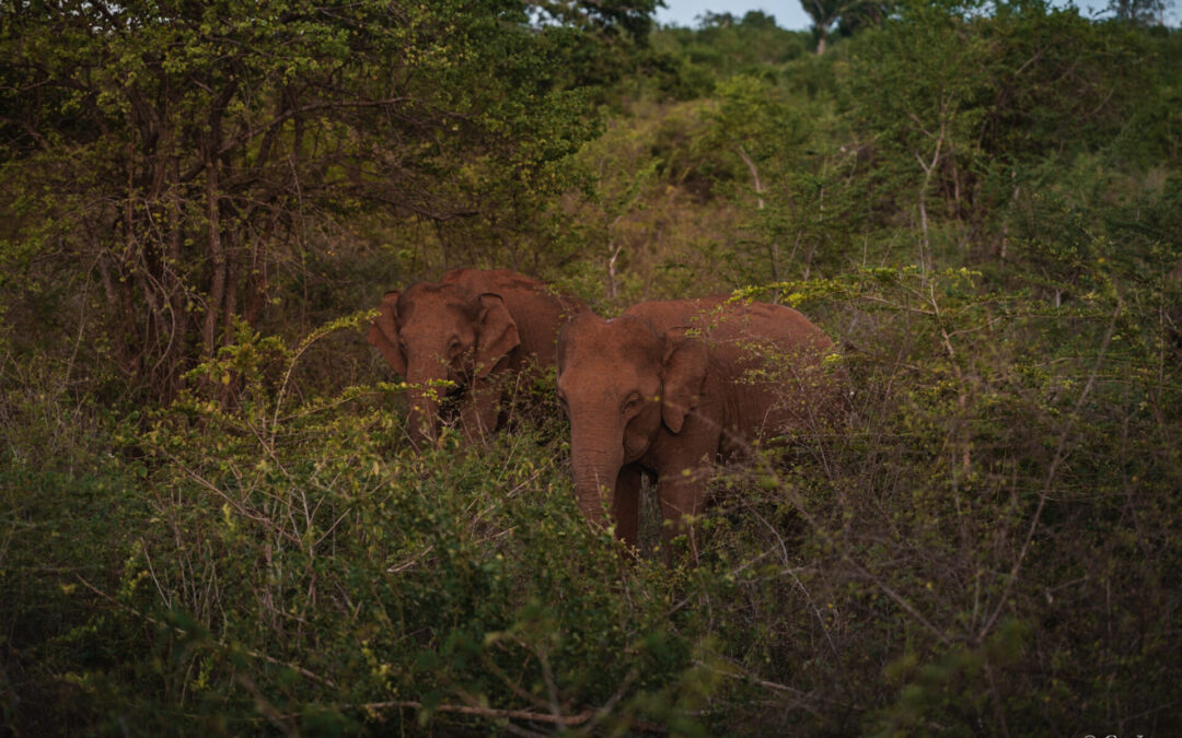 A la rencontre des éléphants d&rsquo;Udawalawe