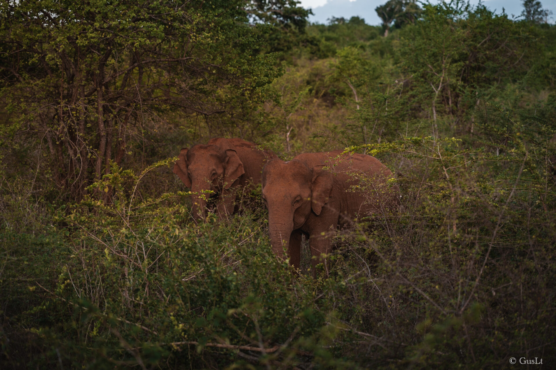 Safari, Udawalawe, Sri Lanka