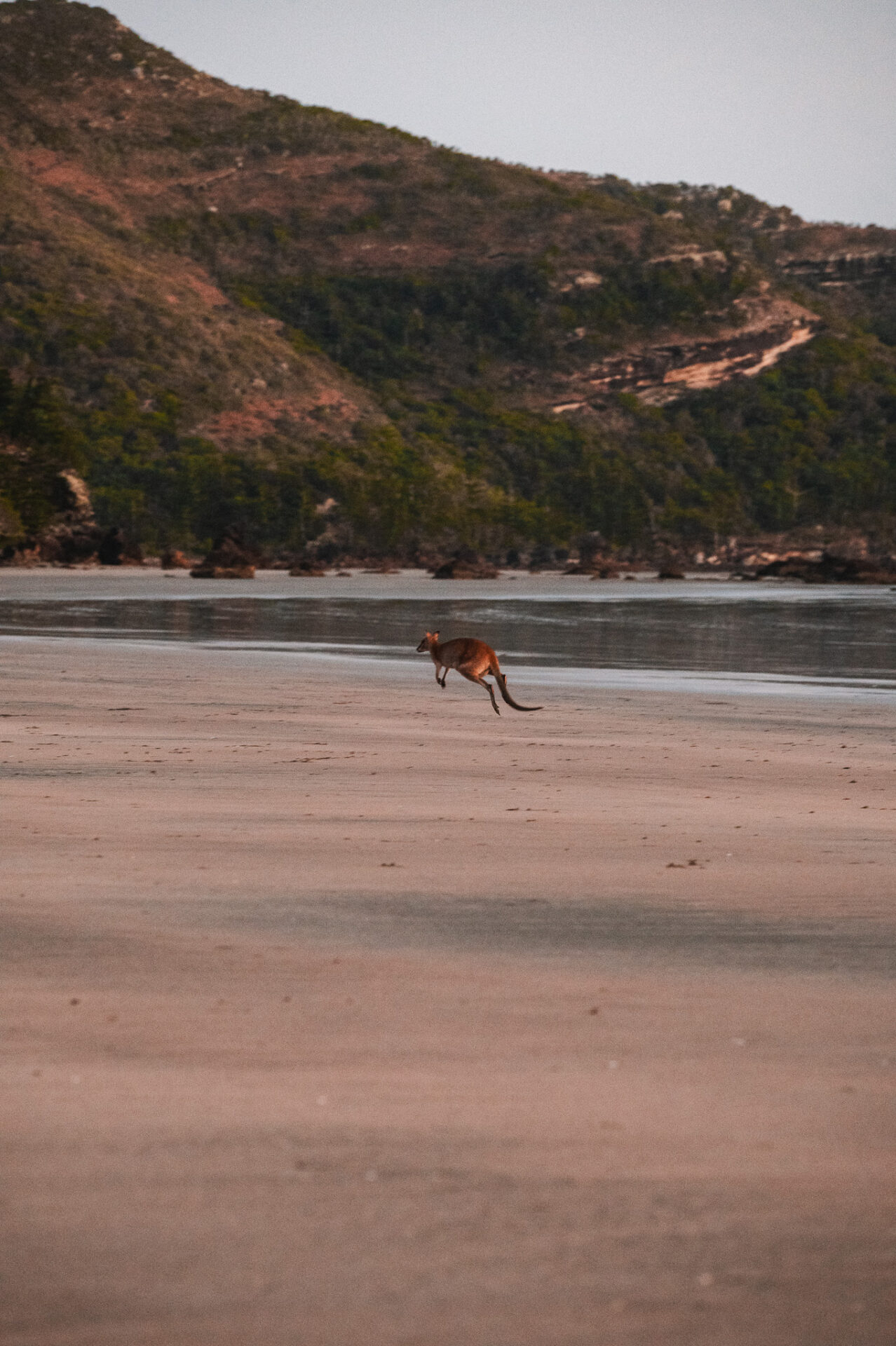 Cape Hillsborough National Park, Queensland, Australie