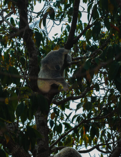 Magnetic Island, Queensland, Australie