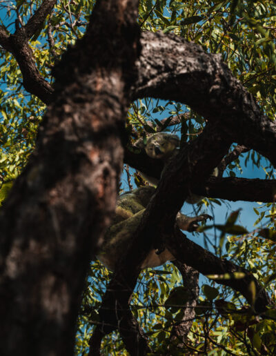 Magnetic Island, Queensland, Australie