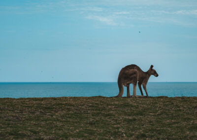 Look at me now headlands, Coffs Harbour, NSW, Australia