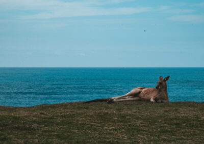 Look at me now headlands, Coffs Harbour, NSW, Australia