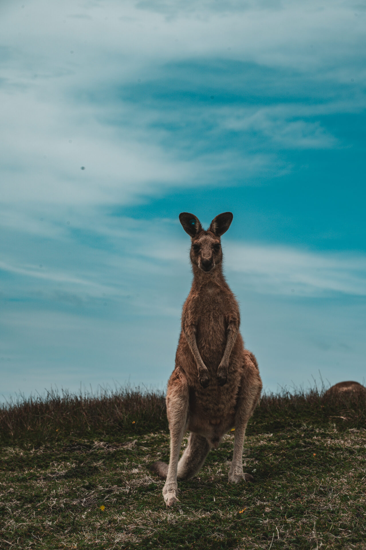 Look at me now headlands, Coffs Harbour, NSW, Australia