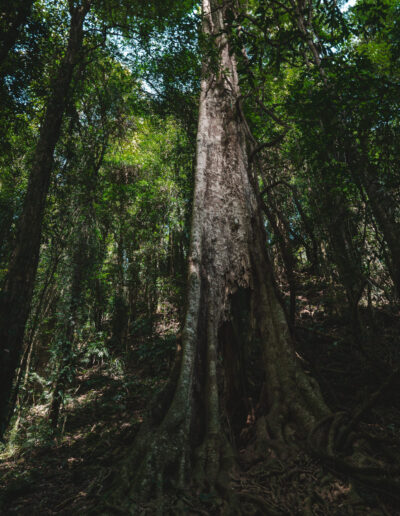 Wonga walk, waterfall way, NSW, Australia