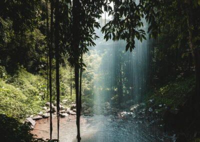 Wonga walk, waterfall way, NSW, Australia