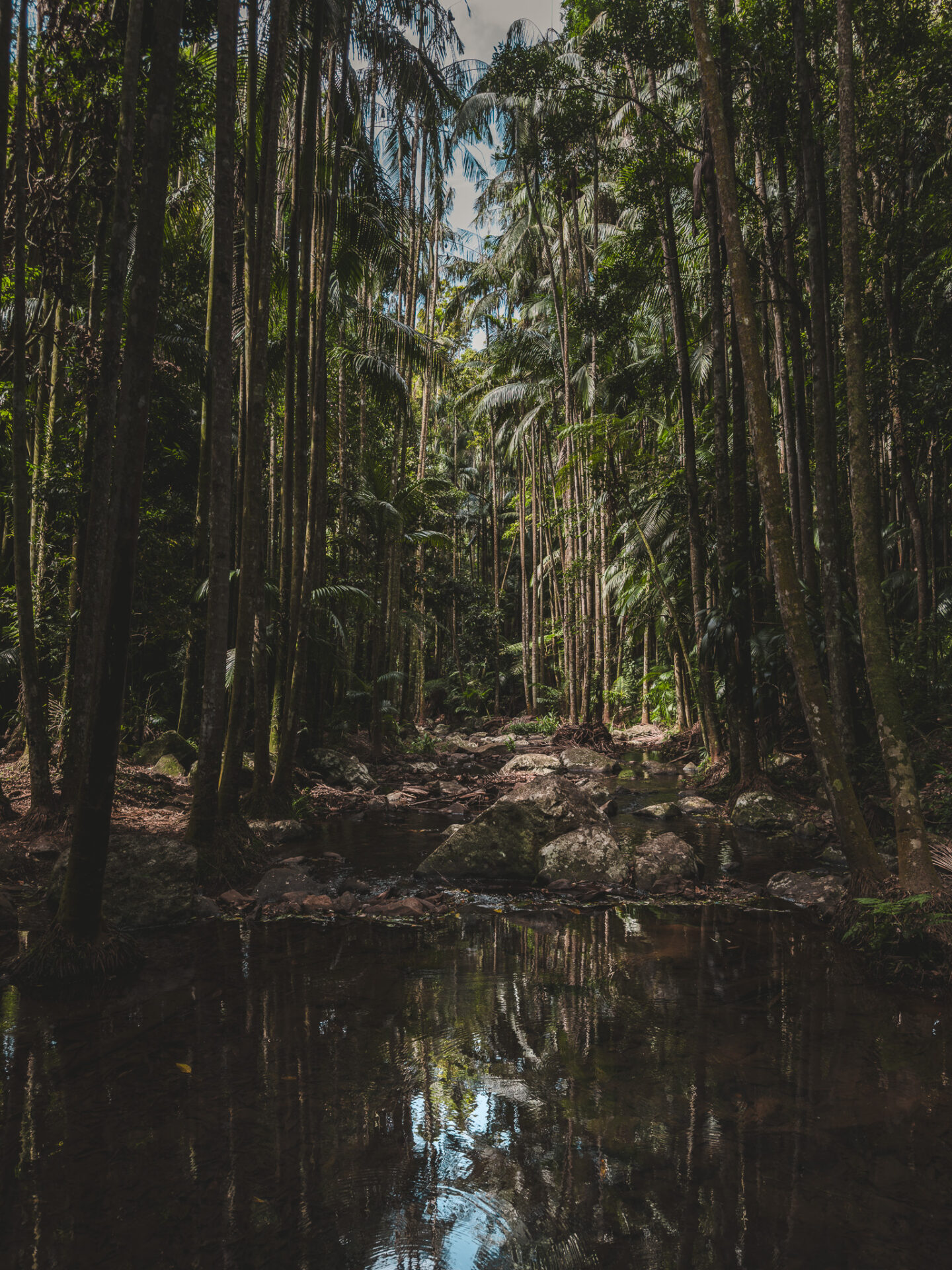 Tamborine National Park, Queensland, Australie