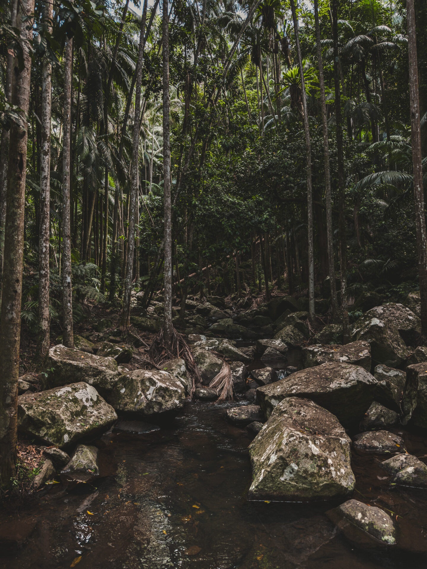 Tamborine National Park, Queensland, Australie