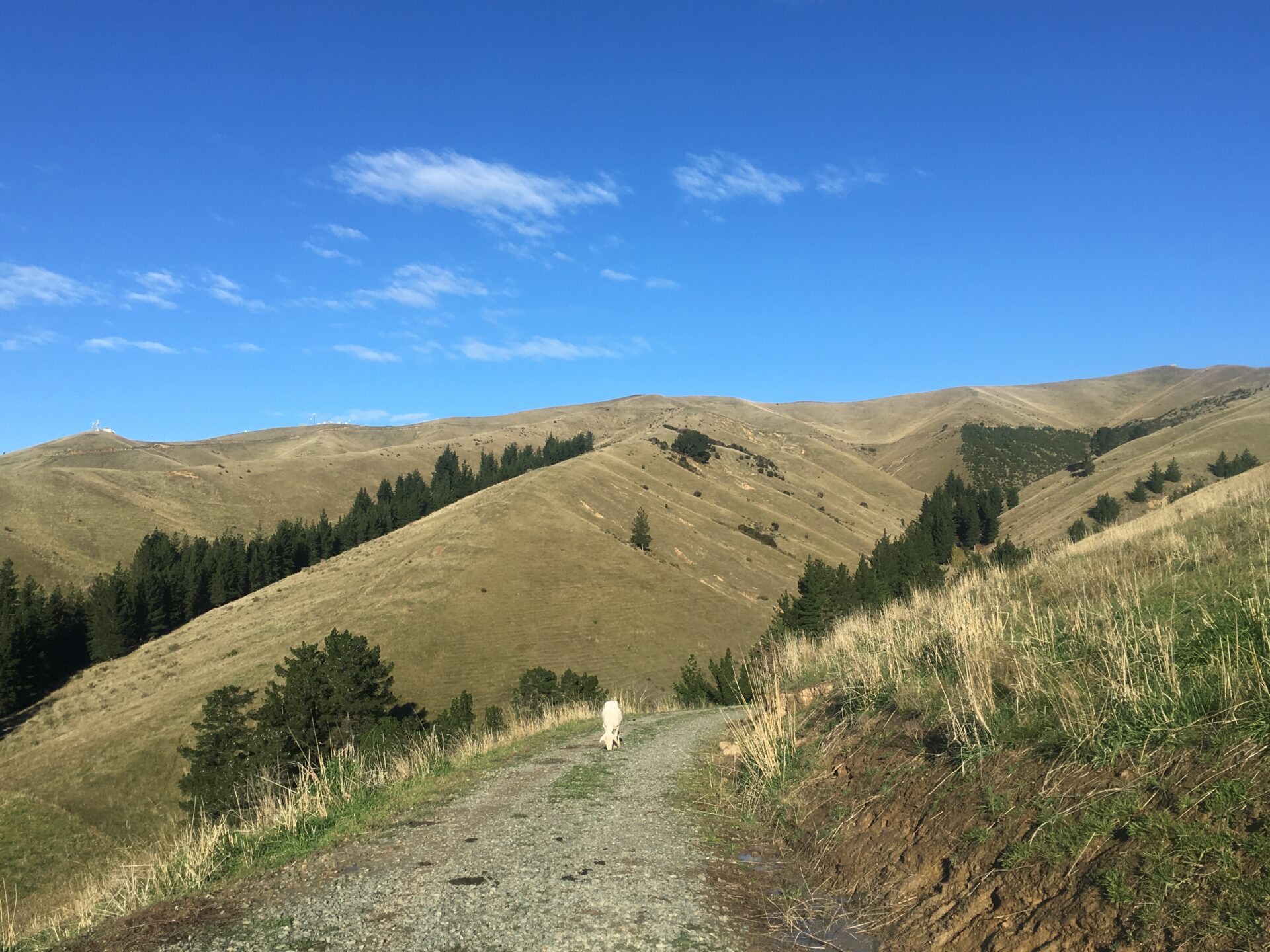 Blenheim, Nouvelle-Zélande
