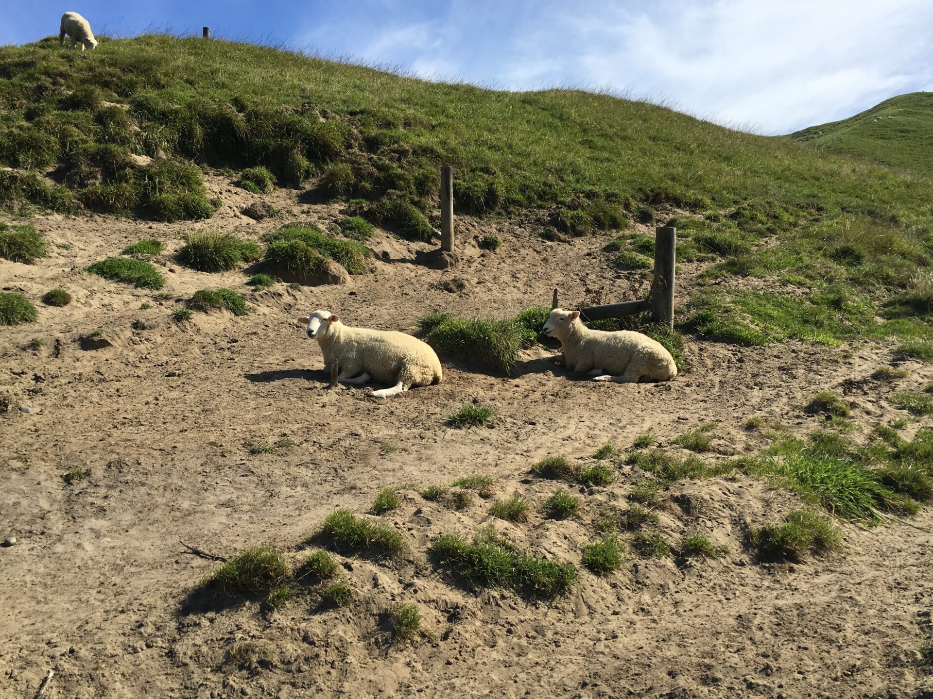 Cap Farewell, Nouvelle-Zélande