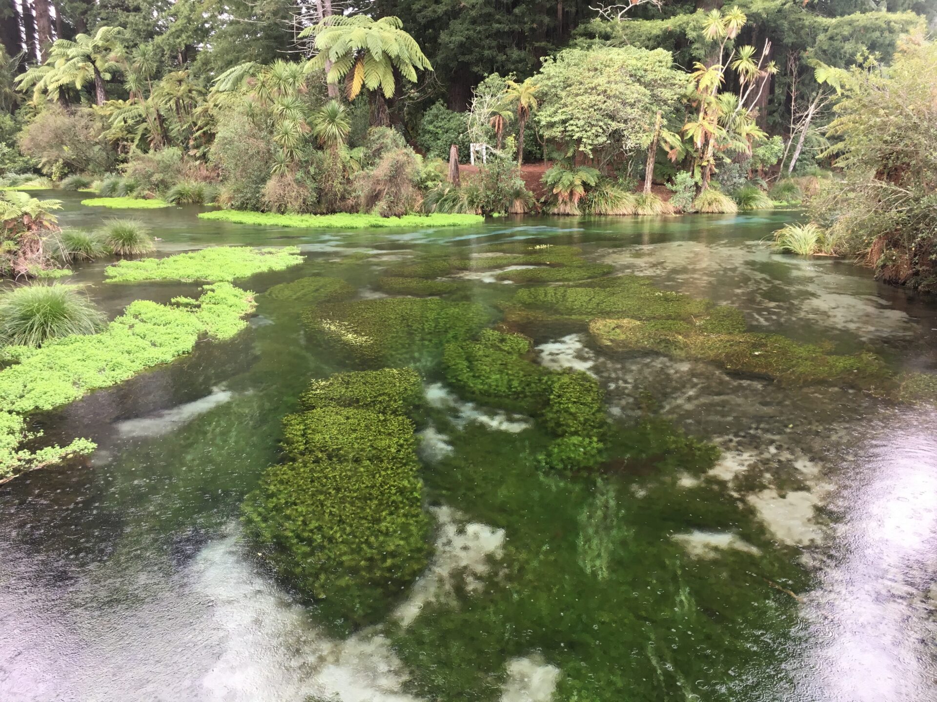 The Blue Spring, Nouvelle-Zélande