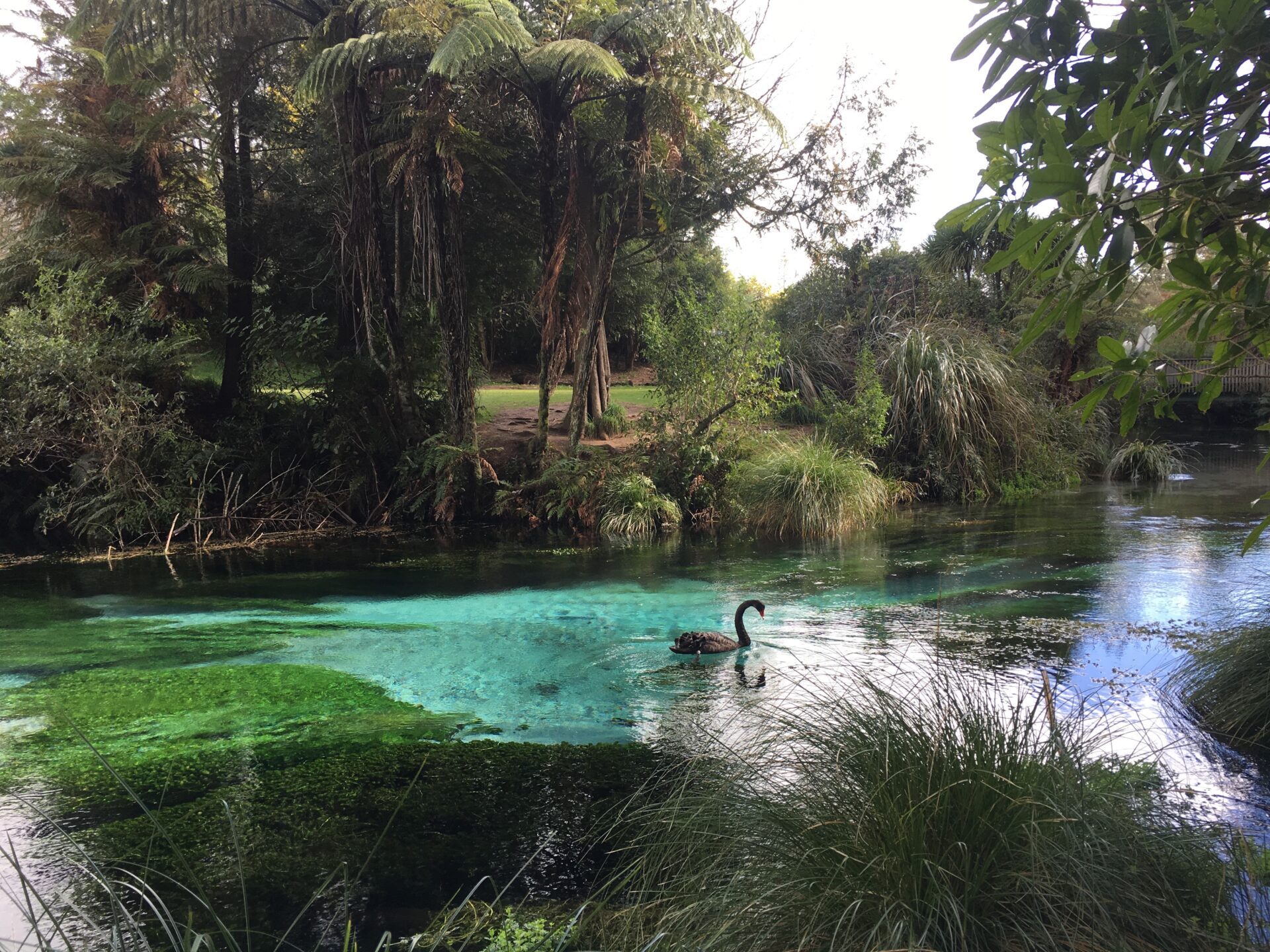 The Blue Spring, Nouvelle-Zélande