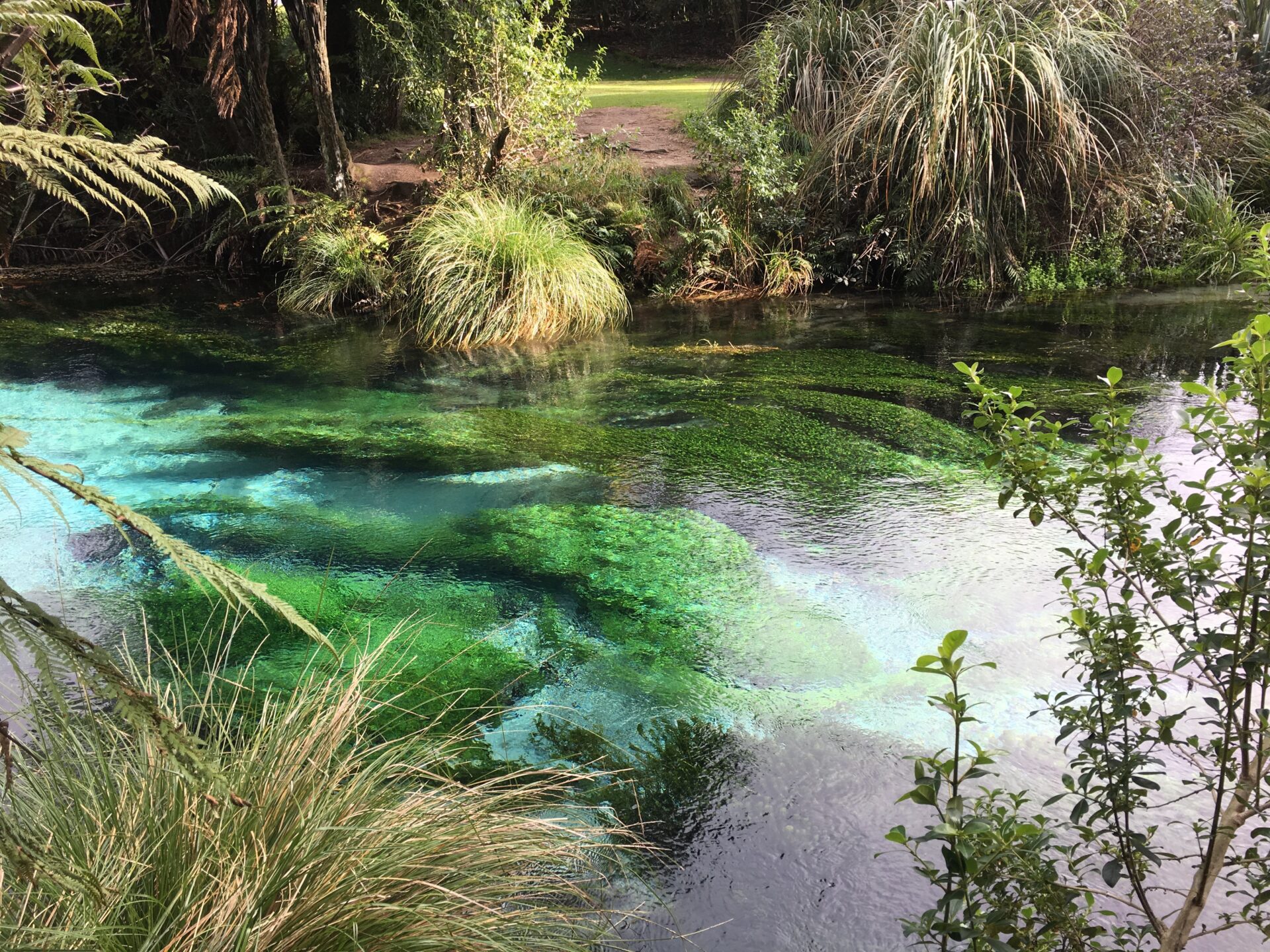 The Blue Spring, Nouvelle-Zélande
