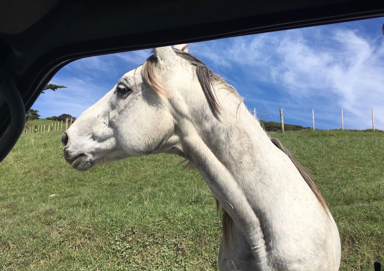 Cap Farewell, Nouvelle-Zélande