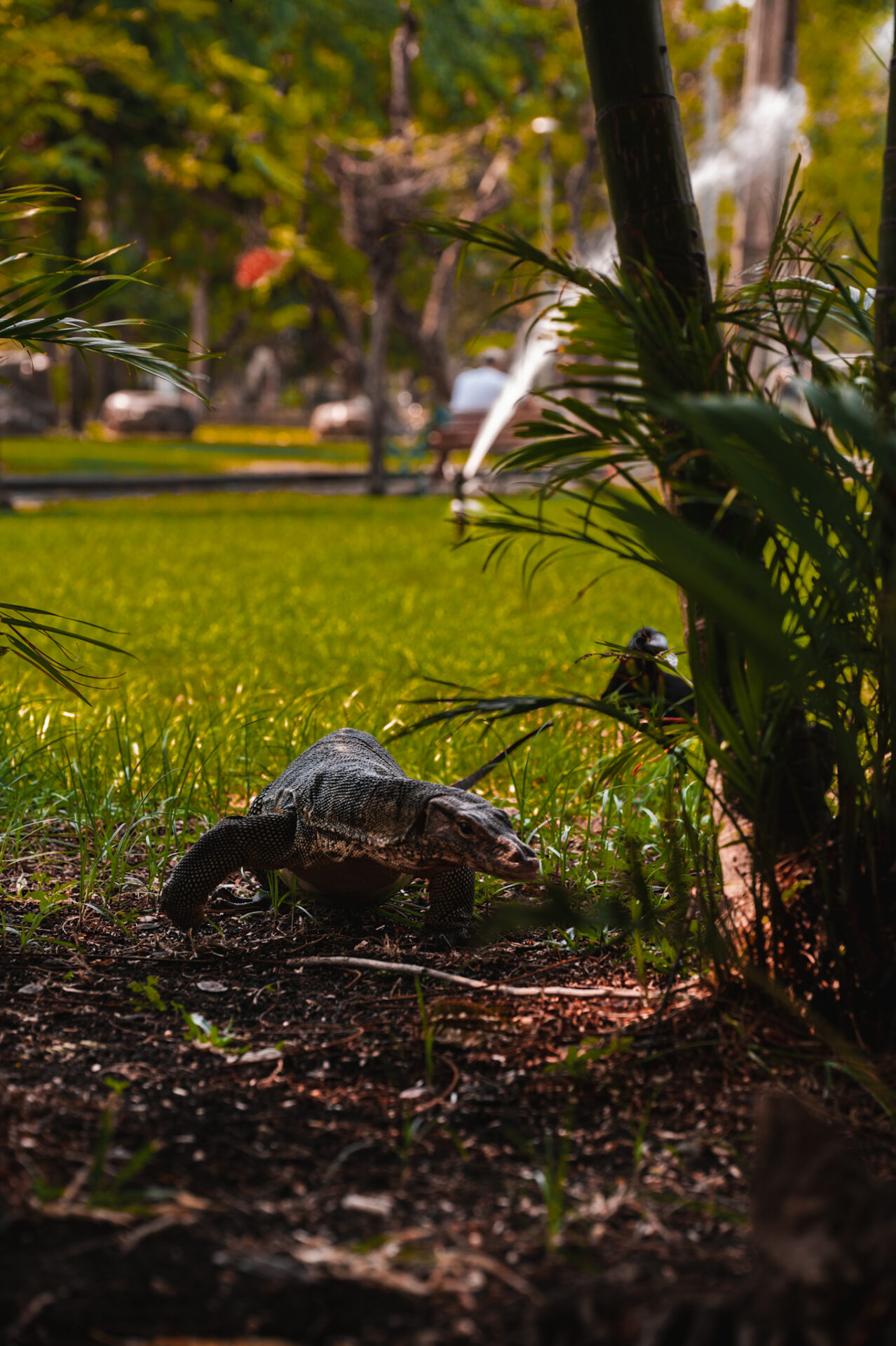 Lumphini park, Bangkok, Nouvelle-Zélande