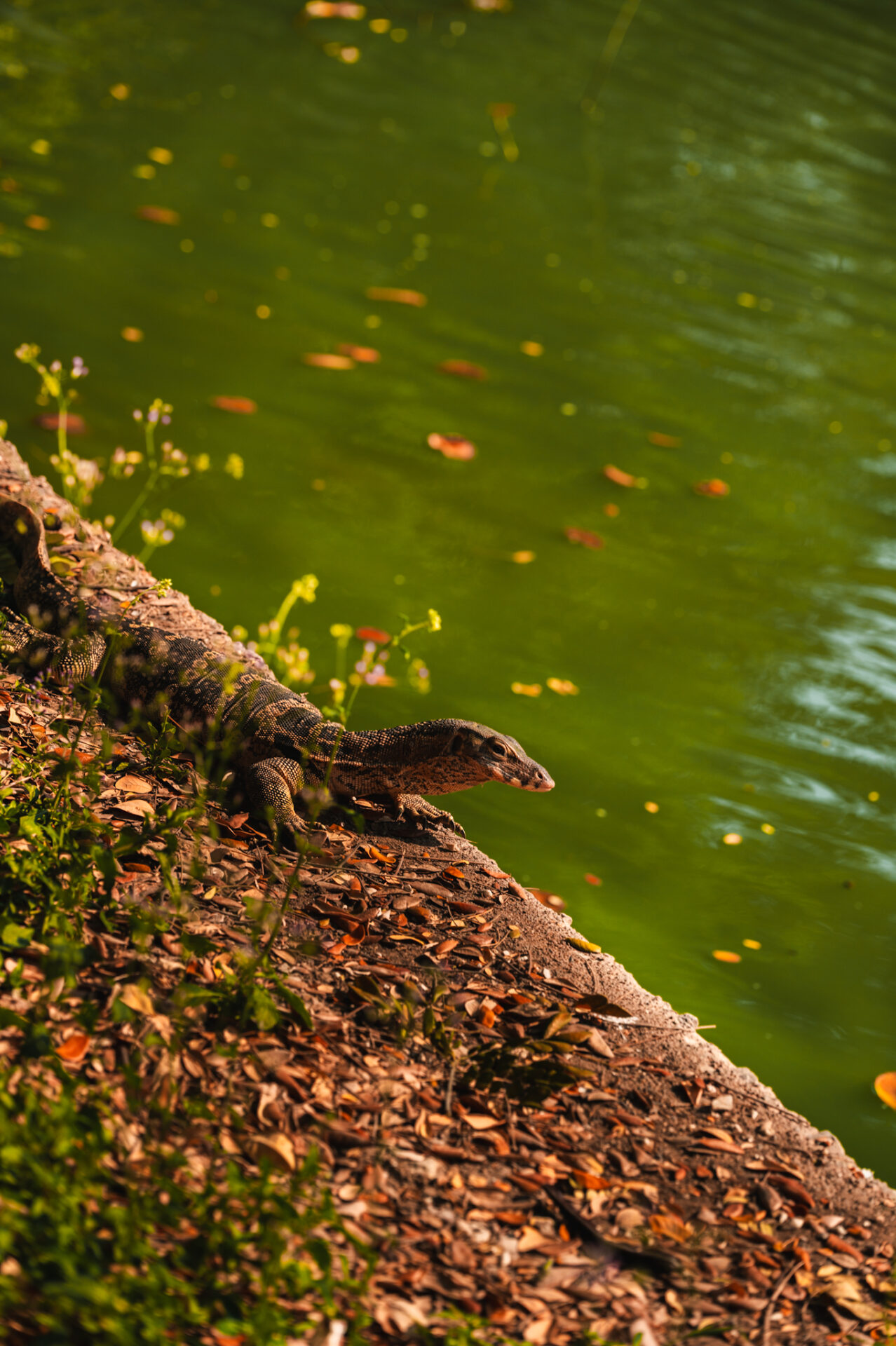 Lumphini park, Bangkok, Nouvelle-Zélande