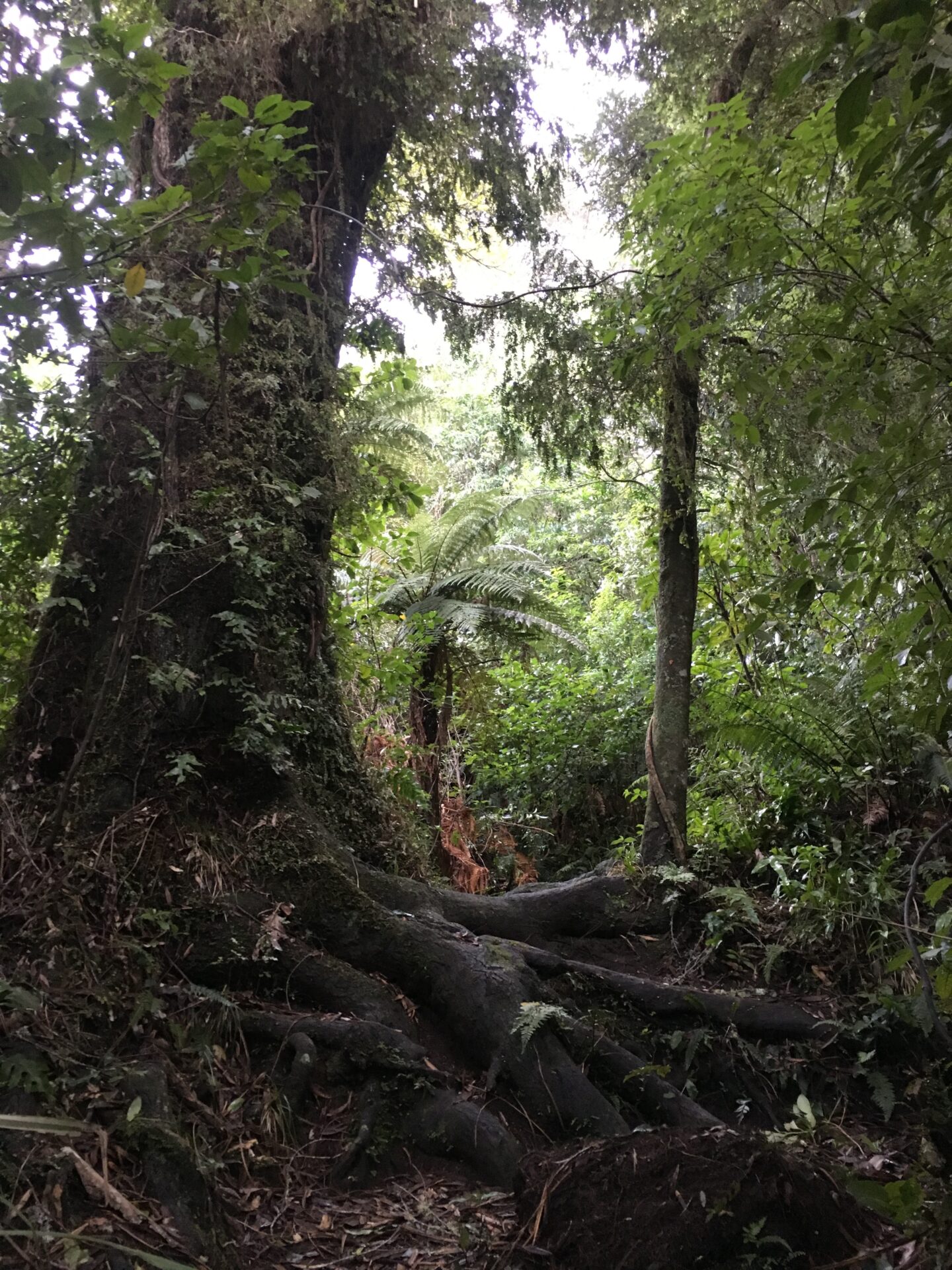 Te Urewera NP, Nouvelle-Zélande