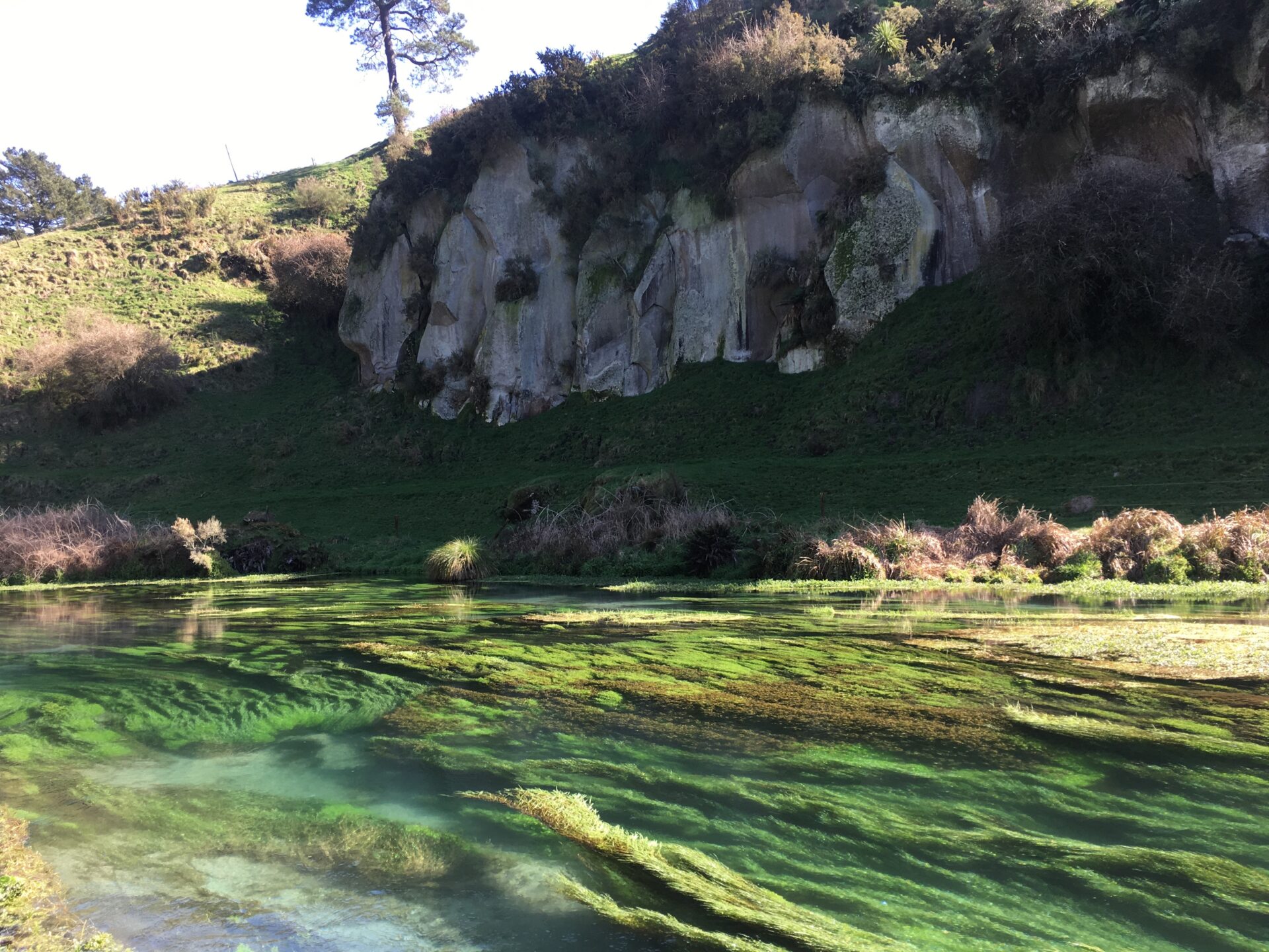 Te Waihou Walkway, Nouvelle-Zélande