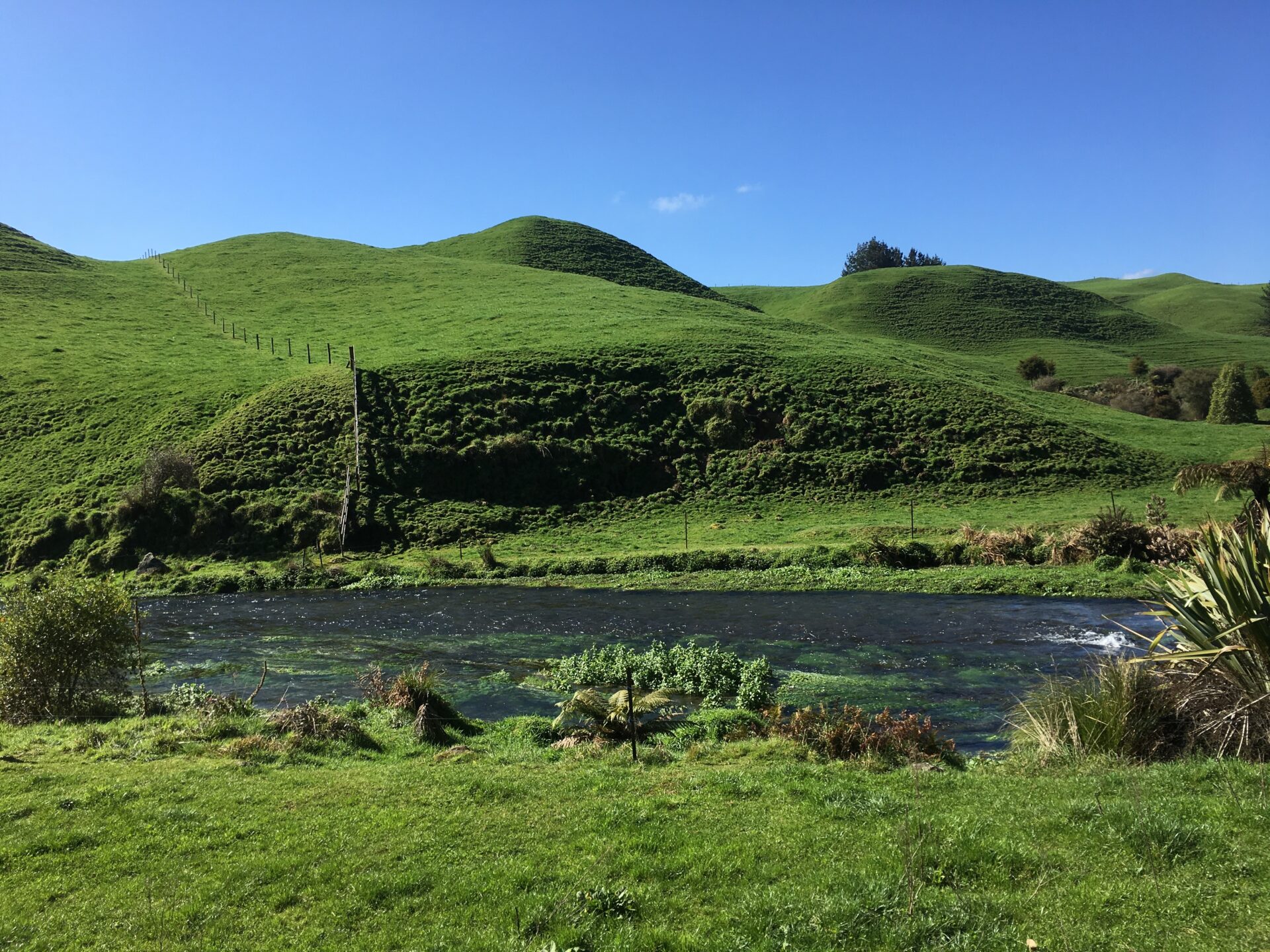 Te Waihou Walkway, Nouvelle-Zélande