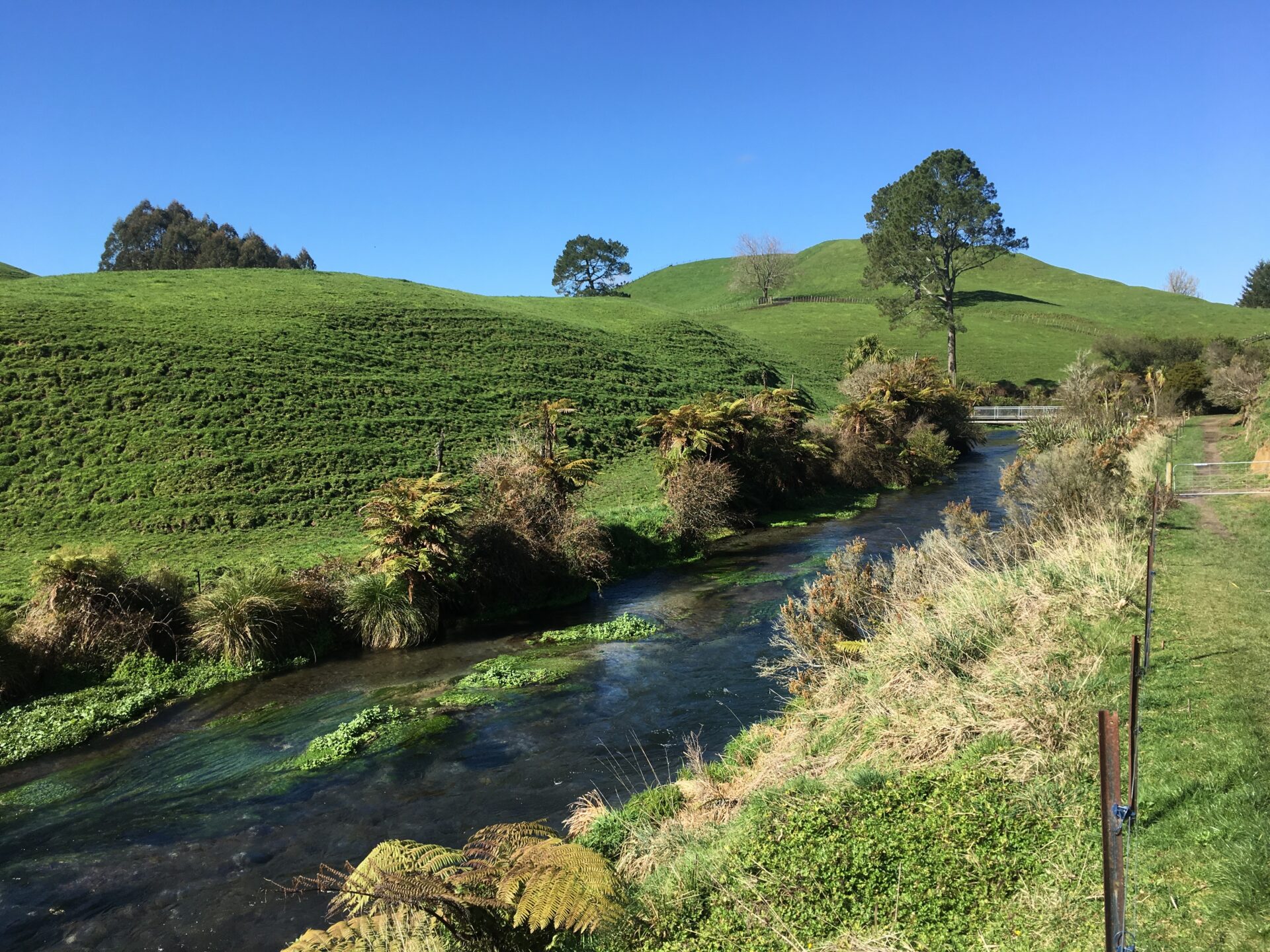 Te Waihou Walkway, Nouvelle-Zélande
