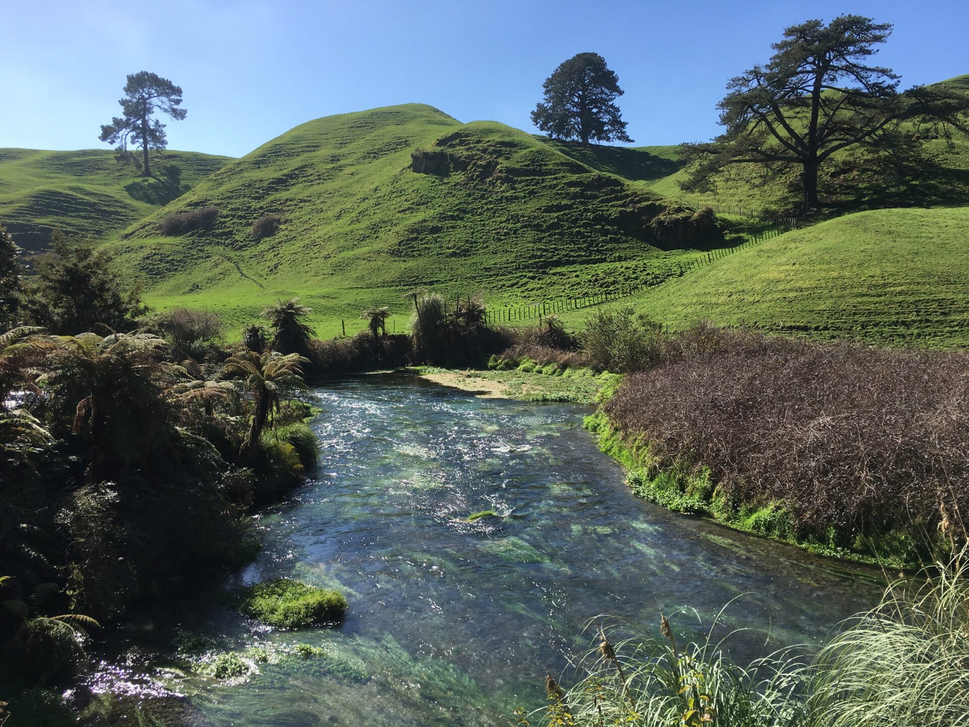 Te Waihou Walkway, Nouvelle-Zélande