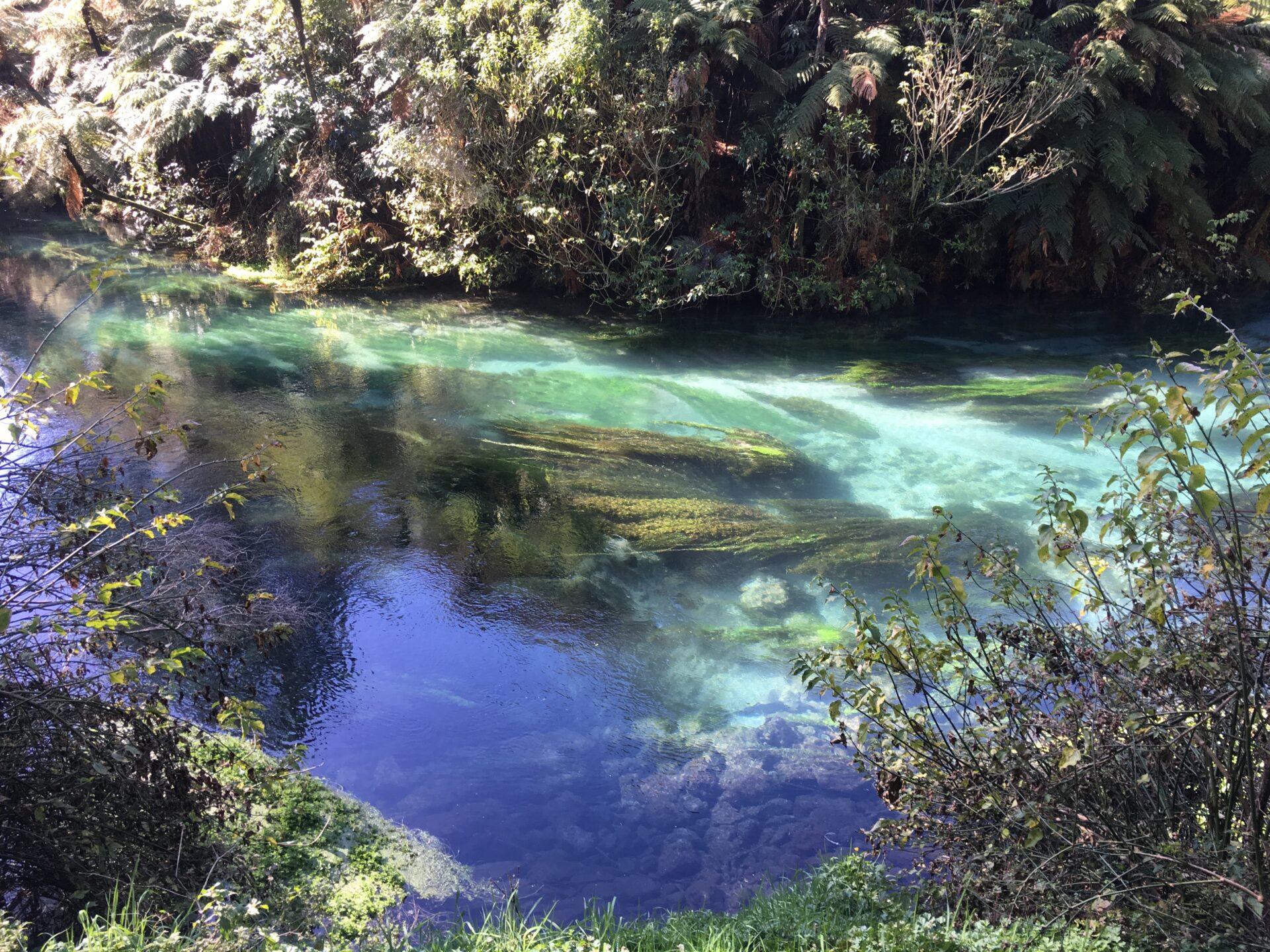Te Waihou Walkway, Nouvelle-Zélande