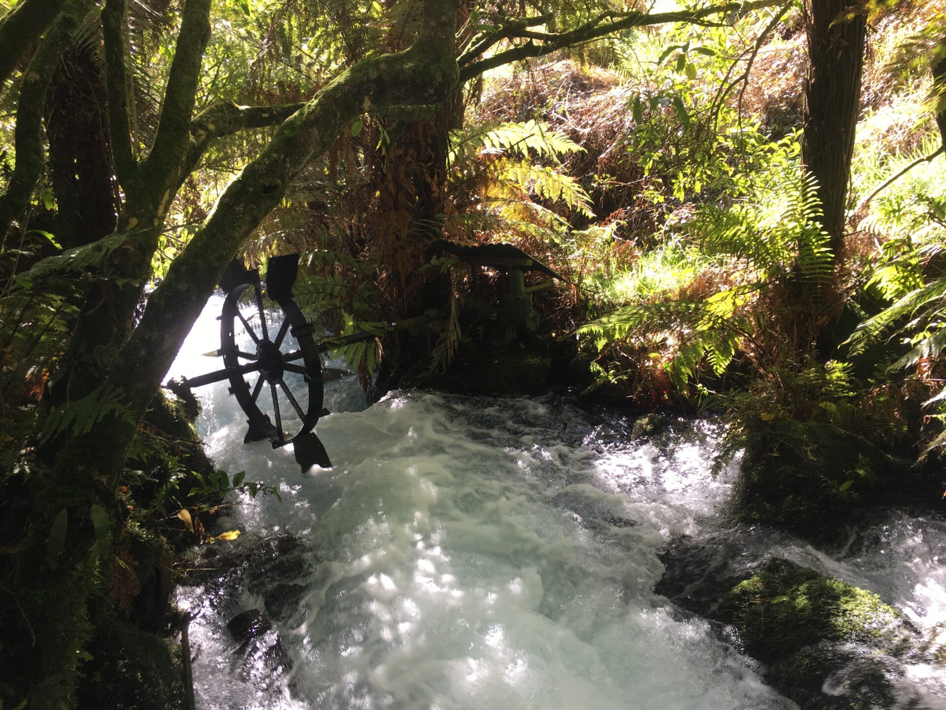 Te Waihou Walkway, Nouvelle-Zélande