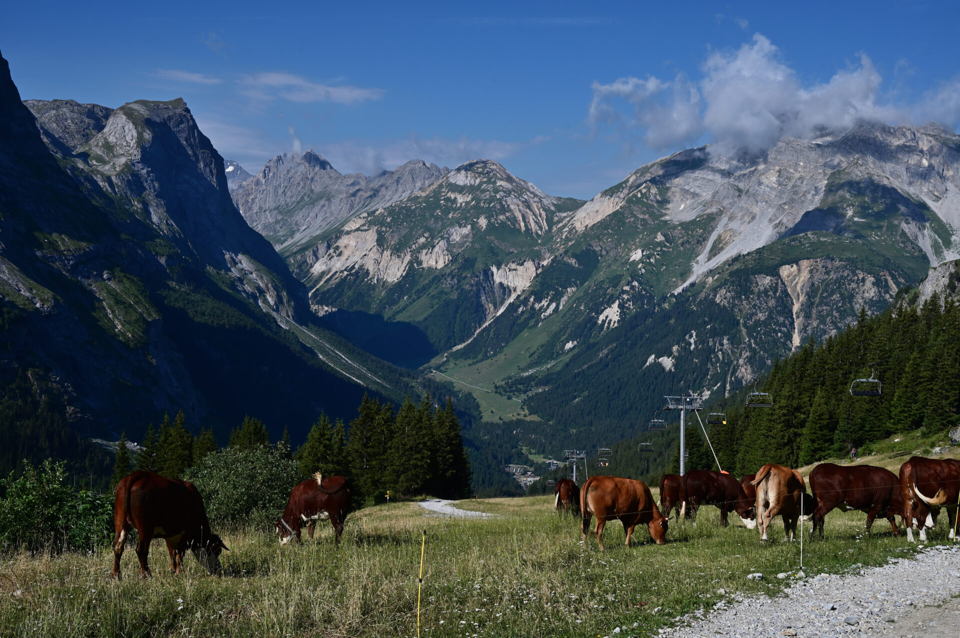 Un troupeau de vaches durant la randonnée du lac des vaches dans la Vanoise 
